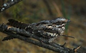 La nuit de l’engoulevent dans les Landes | Trébédan