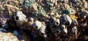 L’estran de la Plage de Port Blanc | Dinard