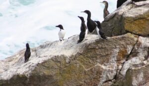 Les oiseaux de l’Île de Cézembre |Saint-Malo