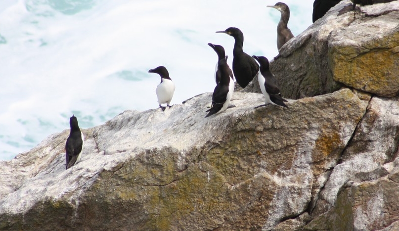 Les oiseaux de l’Île de Cézembre (Saint-Malo)
