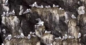 Les oiseaux marins des falaises du Cap Frehel et balade nocturne dans les landes du Cap à l’écoute de l’engoulevent d’Europe