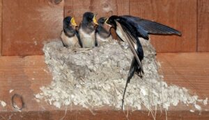 Agir pour les hirondelles et martinets | Plouër-sur-Rance