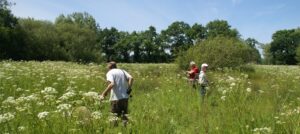 Flore prairiale des bords de Rance | Pleudihen-sur-Rance