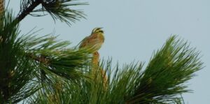 Inventaire ornitho des Landes | Trébédan