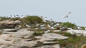 Découverte des sternes de l’Île de la Colombière | Saint-Jacut-de-la-Mer
