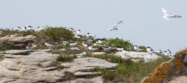 Découverte des sternes de l’Île de la Colombière