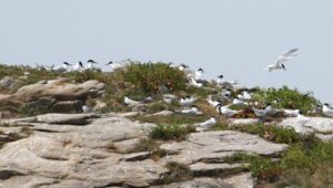 Conférence L’île de La Colombière – un site d’accueil d’exception pour les sternes | Saint-Jacut-de-la-Mer