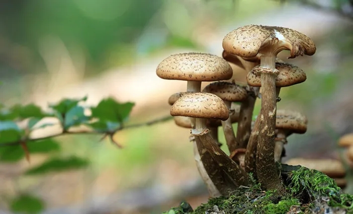 Le monde mystérieux des champignons