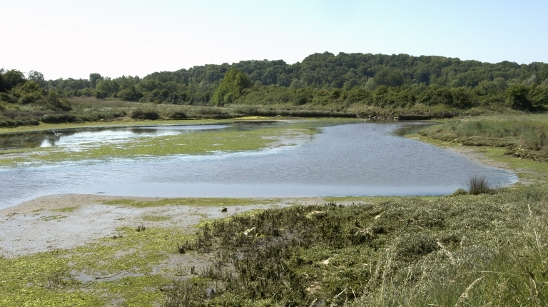 Le marais de la Goutte