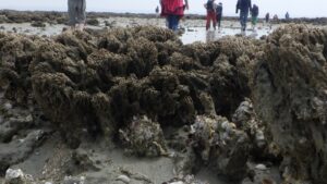 Récif d’hermelles du Mont Saint-Michel