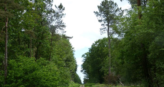 La forêt de Coëtquen