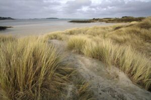 Avifaune du Tertre Corlieu | Lancieux