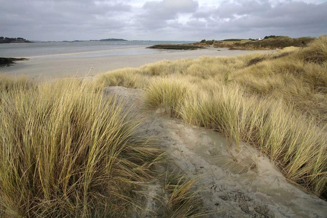 Avifaune du Tertre Corlieu | Lancieux