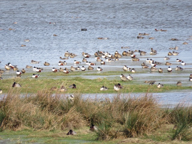 Découverte de l’avifaune | Marais de Sougeal
