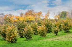 Sensibilisation à la botanique en lien avec la biodiversité. Que nous apprennent les plantes spontanées défleuries de l’hiver sur le verger d’un Paysan de Nature ?