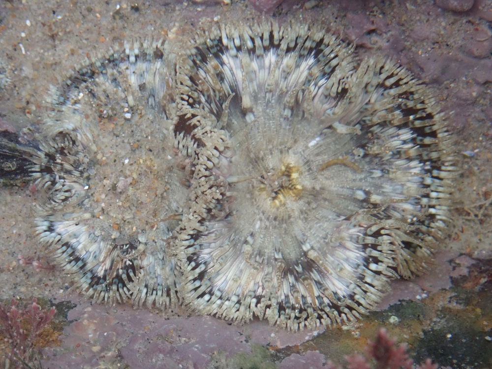 A la découverte de la biodiversité des bords de Rance