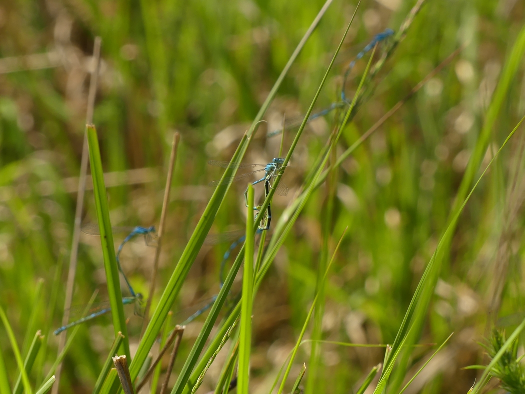 agrion de Mercure (Coenagrion mercuriale) agrion de Mercure (Coenagrion mercuriale)