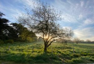 Avifaune de la Garde Guérin | Saint-Briac-sur-Mer