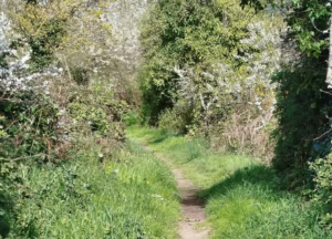 Découverte nocture du bocage de Saint-Lunaire