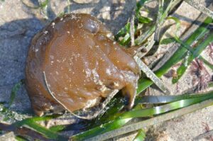 Explorer une petite plage et ses secrets