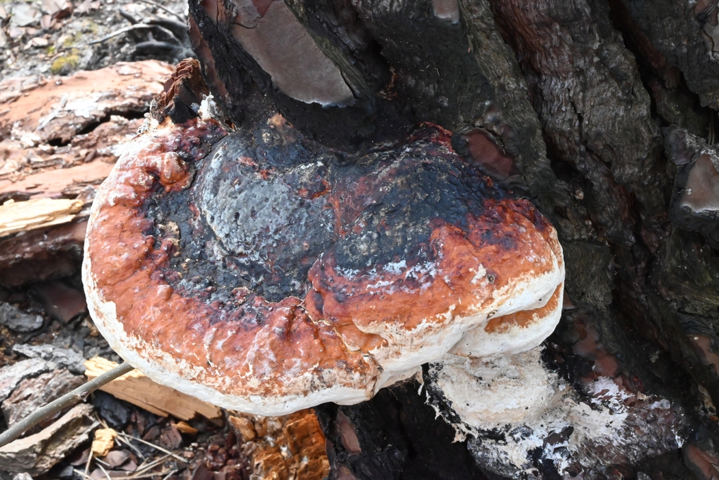 Balade mycologique en Forêt domaniale de Coëtquen (Saint Helen)