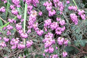 A la découverte des plantes, des milieux et des paysages des Grandes Landes de Trébédan