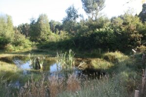Chantier Nature dans les Grandes Landes de Trébédan (22)